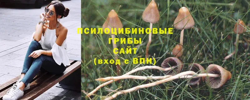 Псилоцибиновые грибы Psilocybe  Катав-Ивановск 